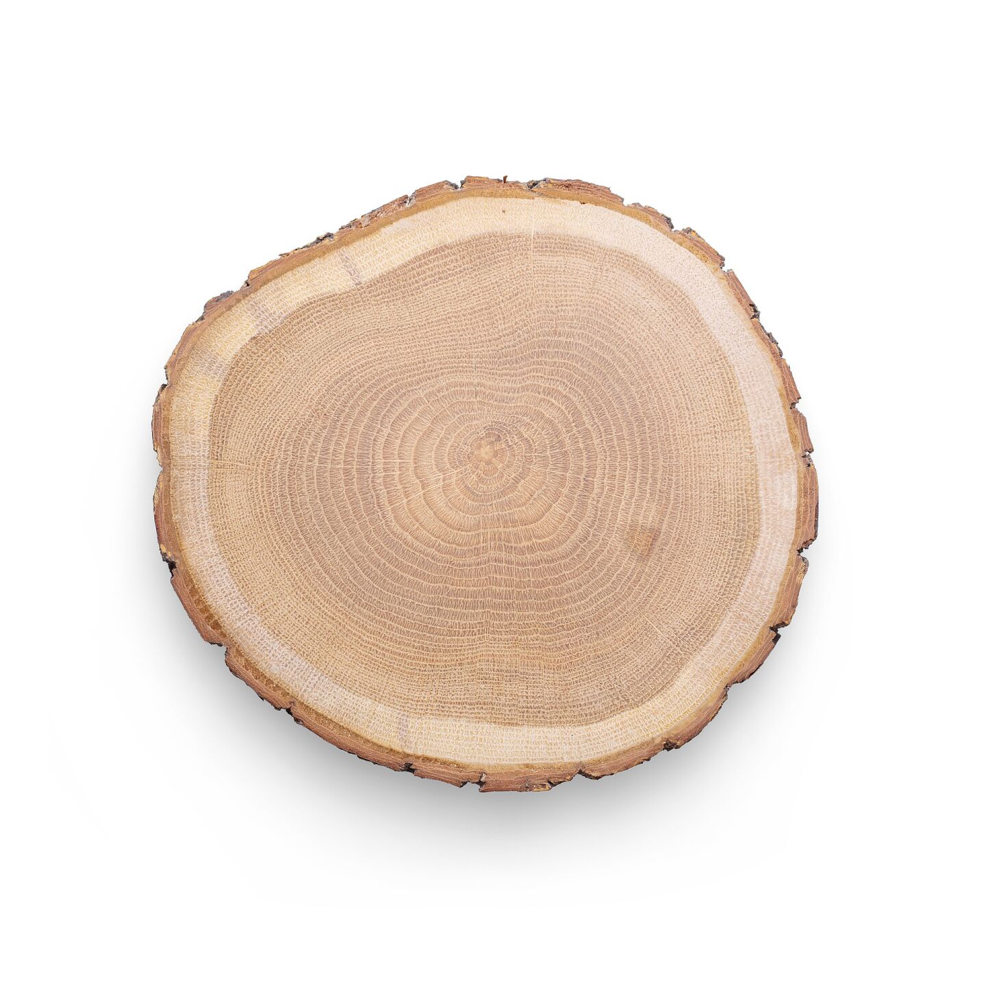 Wood slice stock image